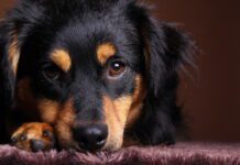 How do you help a dog cope with the loss of another dog?