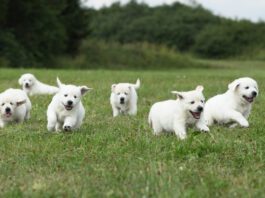 A hip dysplasia stance can be an early sign of hip dysplasia, but a dog's gait says more.