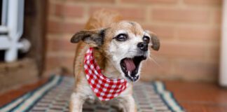 Why do dogs bark at nothing? There could be several causes for the behavior but it isn't nothing to the dog.