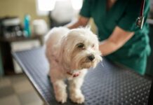 Renal failure in dogs can be caused by multiple conditions and requires immediate intervention.