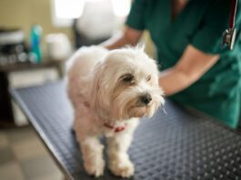 Renal failure in dogs can be caused by multiple conditions and requires immediate intervention.