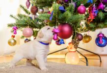 Christmas trees aren't toxic to dogs, but they can still make a dog sick.