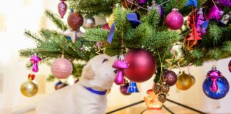 Christmas trees aren't toxic to dogs, but they can still make a dog sick.