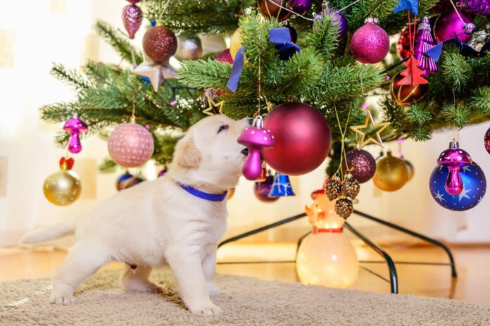 Christmas trees aren't toxic to dogs, but they can still make a dog sick.