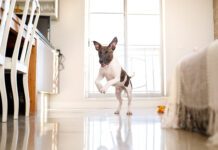 A happy dog living in an apartment.