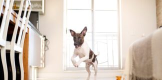 A happy dog living in an apartment.