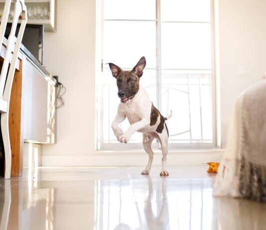 A happy dog living in an apartment.