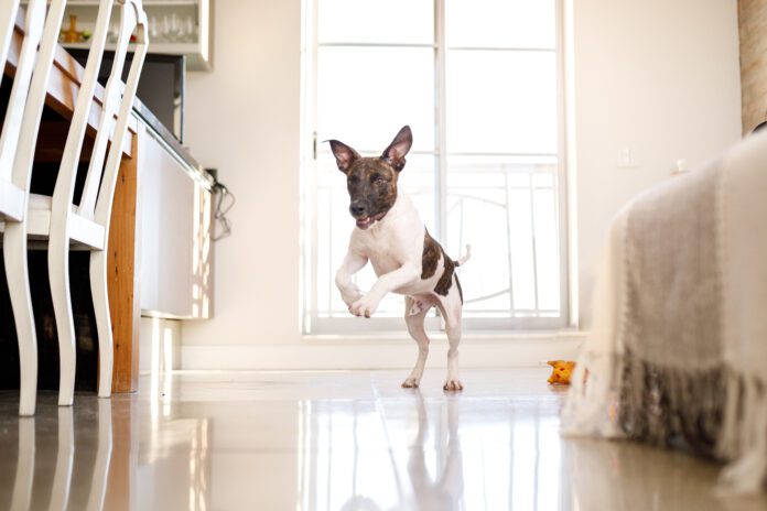 A happy dog living in an apartment.