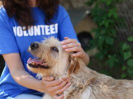 How To Pick the Best Animal Charities to Donate To Finding the best animal charity requires doing some research to find one whose cause you fully support.