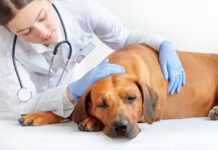 A vet sits with an ill dog and provides comfort.