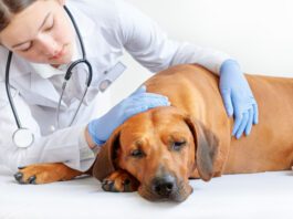 A vet sits with an ill dog and provides comfort.