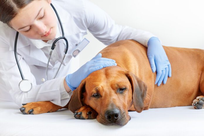 A vet sits with an ill dog and provides comfort.