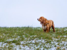 Fleas do not die in winter, they can withstand cold temperatures and hitch a ride on your dog.