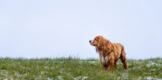 Fleas do not die in winter, they can withstand cold temperatures and hitch a ride on your dog.