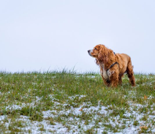 Fleas do not die in winter, they can withstand cold temperatures and hitch a ride on your dog.