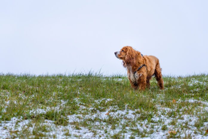 Fleas do not die in winter, they can withstand cold temperatures and hitch a ride on your dog.