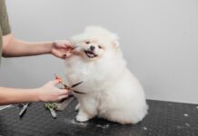 How much it costs to groom a dog varies by the type of dog and grooming needs.