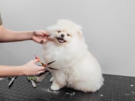 How much it costs to groom a dog varies by the type of dog and grooming needs.