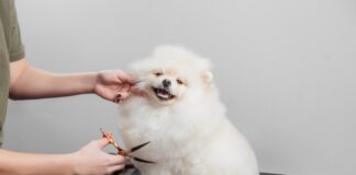 How much it costs to groom a dog varies by the type of dog and grooming needs.