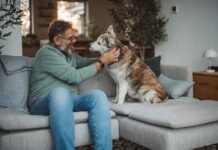 Keeping dogs off the sofa and other furniture is a training exercise.