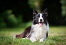 Double coated dog breeds like this border collie require specialized coat care.