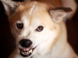 How To Train an Aggressive Dog How to train an aggressive dog? Choose the right trainer or veterinary behavioris.