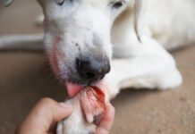 Dogs lick their wounds to remove dirt and other debris to help the wound heal.