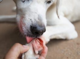 Dogs lick their wounds to remove dirt and other debris to help the wound heal.