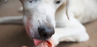 Dogs lick their wounds to remove dirt and other debris to help the wound heal.