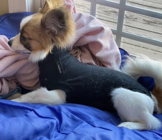 A dog recovery suit can