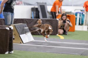 Flyball includes obstacles like box turnes.