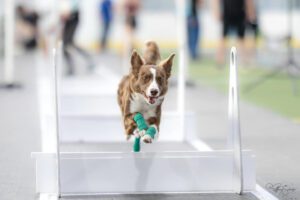 Hurdles are part of the obstacles a dog must overcome on a flyball course.