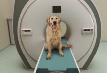 Canine MRIs have played a role in better understanding what dogs think about.