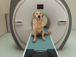 Canine MRIs have played a role in better understanding what dogs think about.