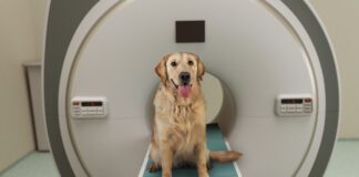 Canine MRIs have played a role in better understanding what dogs think about.