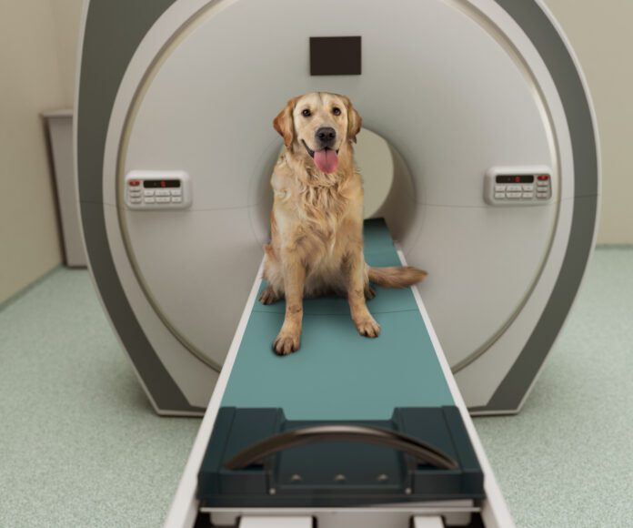 Canine MRIs have played a role in better understanding what dogs think about.