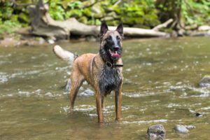 Fly-bites on dogs are more common in areas where flies congregate like water sources.