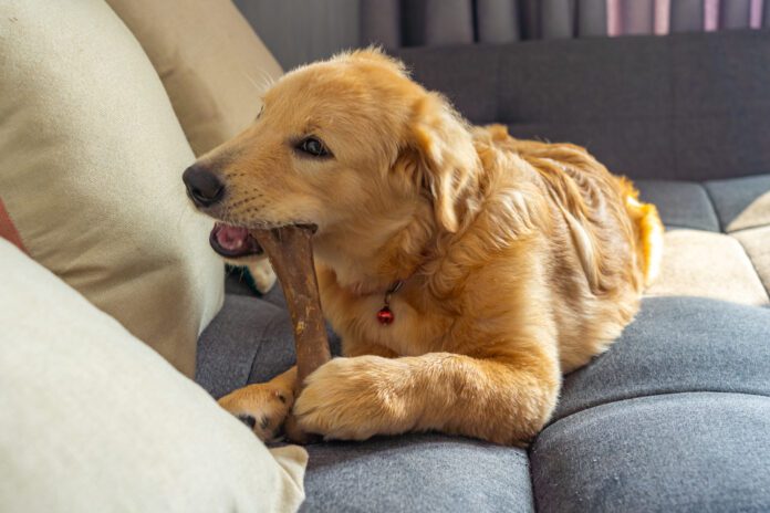 Is rawhide bad for dogs? It can be