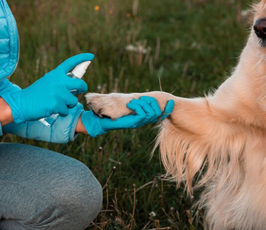 Colloidal silver for dogs is a controversial, but possibly effective anti-microbial agent.