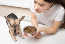 Some dogs are picky eater. Finding dry dog food for picky eaters might mean trying multiple foods and strategies.