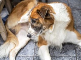 What you feed a dog with a yeast infection makes a big difference in how quickly they recover and whether they develop another yeast infection.