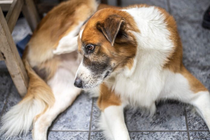 What you feed a dog with a yeast infection makes a big difference in how quickly they recover and whether they develop another yeast infection.