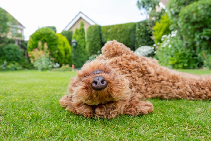 Zyrtec for dogs can help with allergies and sensitivity to bug bites that cause itchiness.