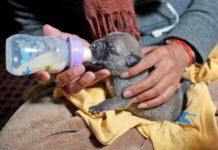 Puppy formula is a substitute for their mother's milk.