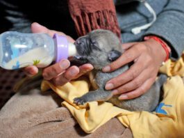 Puppy formula is a substitute for their mother's milk.