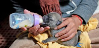 Puppy formula is a substitute for their mother's milk.