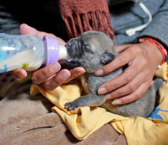 Puppy formula is a substitute for their mother's milk.