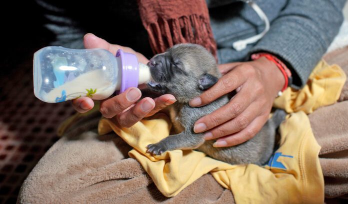 Puppy formula is a substitute for their mother's milk.