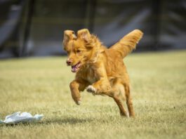 Does you dog have an instinct to chase? Then your dog's prey drive may be a strong one due to breeding and instinct.