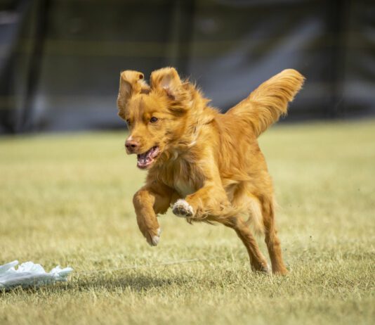 Does you dog have an instinct to chase? Then your dog's prey drive may be a strong one due to breeding and instinct.